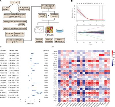 Hypoxia-Related lncRNA Correlates With Prognosis and Immune Microenvironment in Lower-Grade Glioma